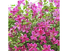 �������� ������������ ��������.jpg