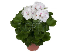 ���������� ����������� ���� ���� ���� 12�27. 244,65 ���.jpg