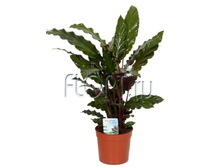 ������� �������� 14�55. 243,6 ���.jpg