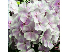 ������ ����-170�.jpg