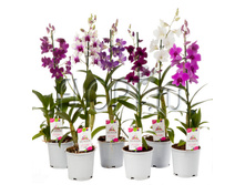 ���������� ��-��� ���� 1���. 11�60. 598,5 ���.jpg