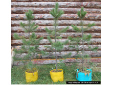 ������� ����� ���������� ����� ���� 2.jpg