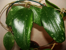 H. sp.  EPC-184 (aff. graveolens)