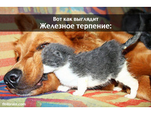 �������� ��������)