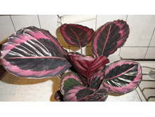 ������� �����-  350- 500 ���.