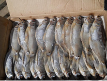 ������ �������.jpg