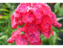 ����������� ����� -195�.JPG