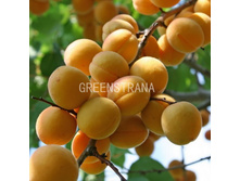 ������� ����������� ������� (V5-10�) (������������, ������ � ��������).jpg