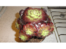 ������ ����� ....