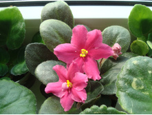 ������ �����-�������