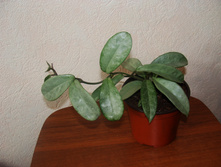 Hoya Carnosa "Grey Ghost"