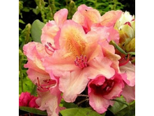 ����������� ��������� �������� 310.0