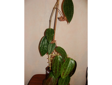 ���-445 H. clandestina