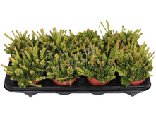 �������� ��������������� 12�25. 294 ���.jpg