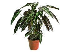 �������� ������� ����� 12�35. 248,01 ���.jpg