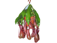 �������� ����� (�������������) 14�45. 1029 ���.jpg