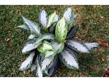 ��������� ������� ���  ( Silver-Bay )