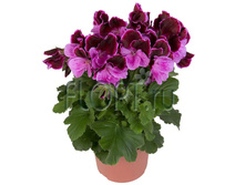 ���������� ����������� ������ 12�25. 244,65 ���.jpg