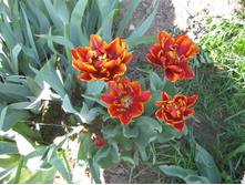 IMG 0195.JPG