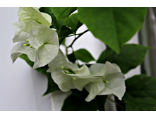 ���� Seafoam.jpg