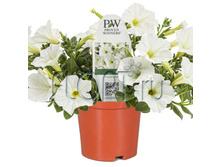 ������� ������ ����� 10�15. 78,75 ���.jpg