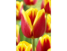 17,56���. ������� ��������(��� 10 ��. ���������� ������ 5��.)���15.jpg