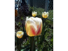 IMG 20160511 115126.jpg