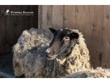 ������ 1.jpg