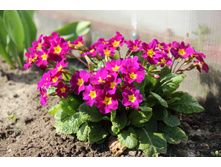 ������� ��������� (�ϣ ����)