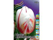 554e6e5a68527 1036rub. tyulpan kheppi dzhenereyshnryad 10 sht. zakazyvaem kratno 5sht..jpg