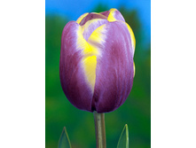 17,56���. ������� ������� �����(��� 10 ��. ���������� ������ 5��.)���16.jpg