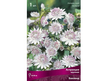 ��������� ������� �������.jpg