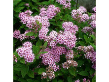 �������� ���� ��������