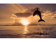 Okean delfin zakat 2560x1600.jpg