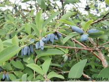 ��������� �������