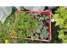 ������ ����������� ��������� .....