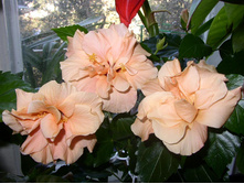 �������� �������� ���� ...... 400 - 500 ���.  ����� ������ ������