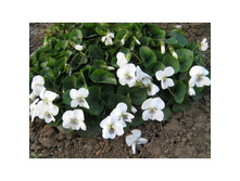 ������ ������� ����� ���� 50 ��� ��.jpg