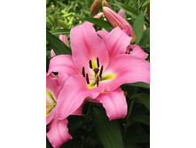 41,5���. ����� ���(�������� ���� �� 5 ��., ����������� ����� 1��.).jpg