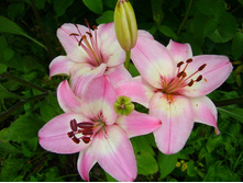 ����� ������.jpg