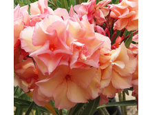 ������� ������ - 350- 450 ���.