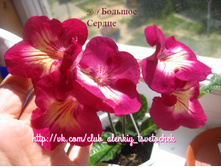 DS ������� ������