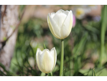 ������� ���� ���� (�ϣ ����)