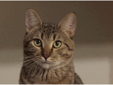 ��� ������