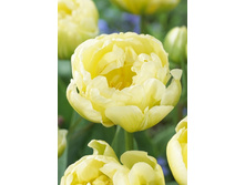 27,86���. ������� �����(��� 10 ��. ���������� ������ 5��.).jpg