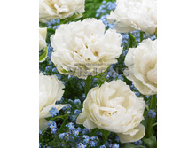 15,69���. ������� �������(��� 10 ��. ���������� ������ 5��.)���16.jpg