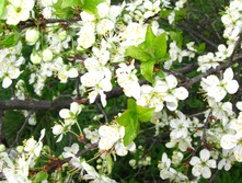IMG 4753.JPG