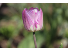 ������� ������-����� (�ϣ ����)