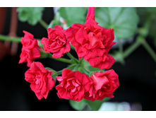 ���������� Bernardo.jpg