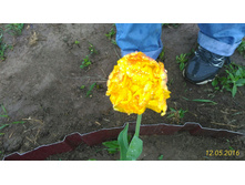 P 20160512 104504 1 p.jpg